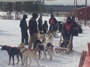 Sled dogs and sleds